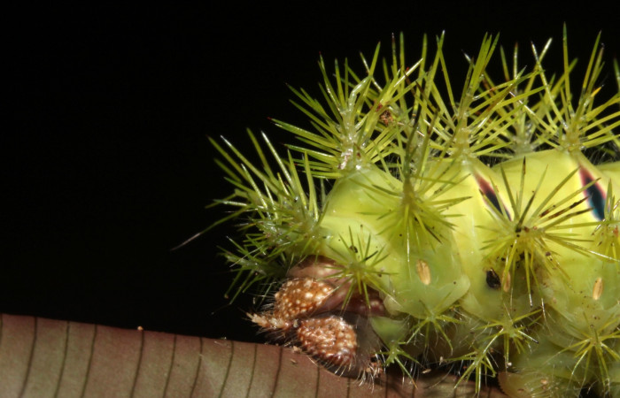 Figura 8. <i>Automeris hamata</i></i> (Saturniidae). Último estadio, posición trasera, Estación Caribe, Garzasol. Voucher 13-SRNP-41584-DHJ707698.jpg.