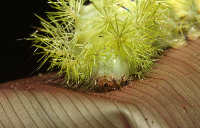 Figura 9. <i>Automeris hamata</i></i> (Saturniidae). Último estadio, posición frontal, Estación Caribe, Garzasol. Voucher 13-SRNP-41584-DHJ707700.jpg.