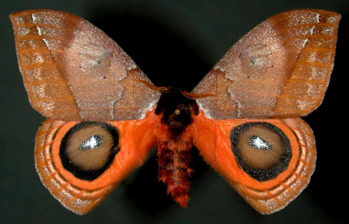 Figura 16. <i>Automeris banus</i></i> (Saturniidae). Adulto macho vista dorsal. Voucher 99-SRNP-1852-DHJ31042.