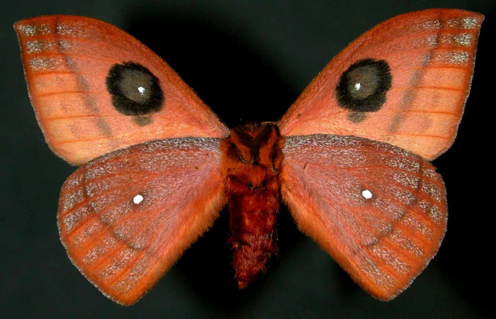 Figura 17. <i>Automeris banus</i></i> (Saturniidae). Adulto macho vista ventral. Voucher 99-SRNP-1852-DHJ31043.