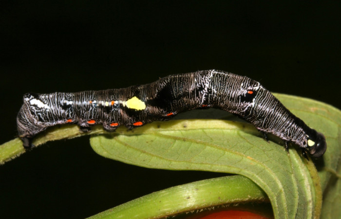  Larva en posición lateral de <i>Gonodonta fernandezi</i></i> (Erebidae), PU estadio. Sector San Cristóbal, Sendero Huerta. Voucher 08-SRNP-6141-DHJ448756.jpg.