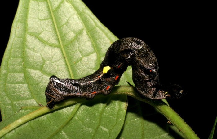  Larva en posición lateral de <i>Gonodonta fernandezi</i></i> (Erebidae), U estadio. Sector, Pitilla, Bullas. Voucher 05-SRNP-32875-DHJ405041.jpg.