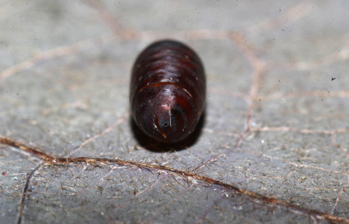  Pupario de parásito en larva <i>Gonodonta fernandezi</i></i> (Erebidae) . Sector Pitilla, Medrano. Voucher 20-SRNP-71767-DHJ778662.jpg.