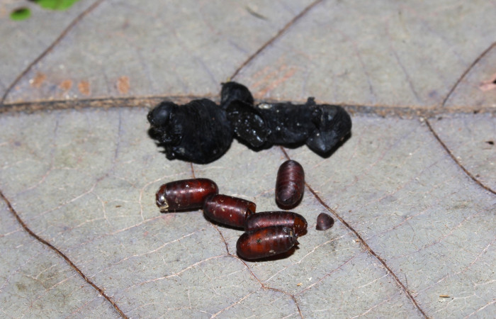  Puparios de parásitos en larva <i>Gonodonta fernandezi</i></i> (Erebidae) . Sector Pitilla, Medrano. Voucher 20-SRNP-71767-DHJ778660.jpg.