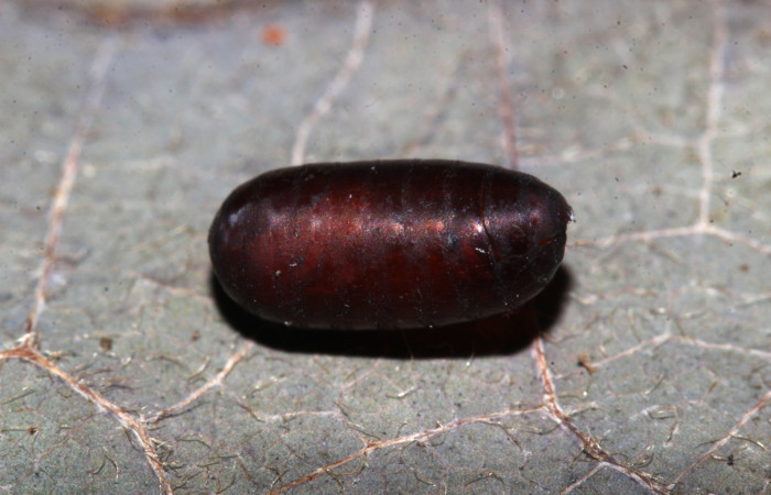  Pupario de parásito en larva <i>Gonodonta fernandezi</i></i> (Erebidae) . Sector Pitilla, Medrano. Voucher 20-SRNP-71767-DHJ778663.jpg.
