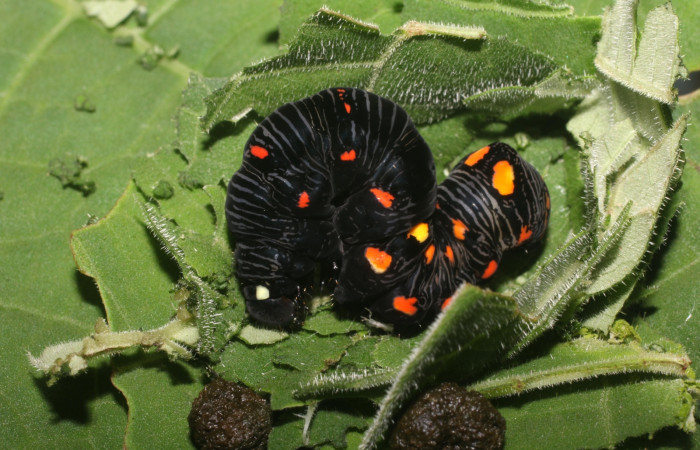 Prepupa posición lateral de <i>Gonodonta uxor</i></i> (Erebidae) . Sector San Cristóbal, Sendero Corredor. Voucher 18-SRNP-2700-DHJ705986.jpg.