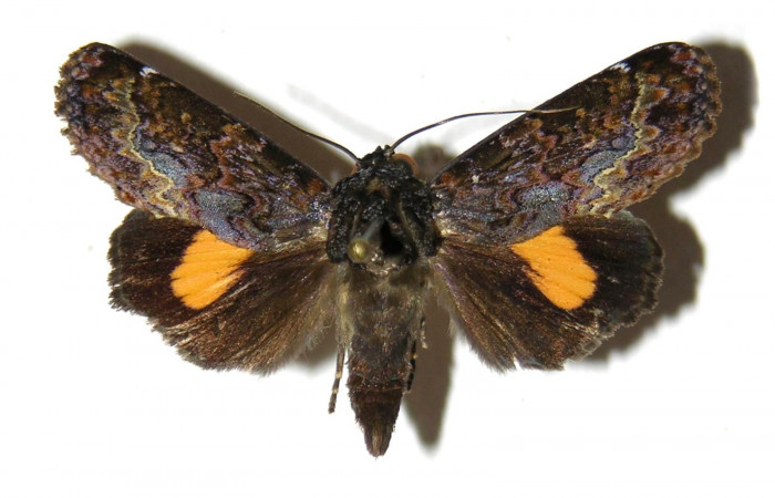  Adulto posición dorsal de <i>Gonodonta fernandezi</i></i> (Erebidae) . Sector San Cristóbal, Potrero Argentina. Voucher 03-SRNP-9014-DHJ312714.