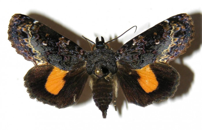  Adulto posición dorsal de <i>Gonodonta fernandezi</i></i> (Erebidae) . Sector Cacao, Cuesta Caimito. Voucher 04-SRNP-47294-DHJ312716.