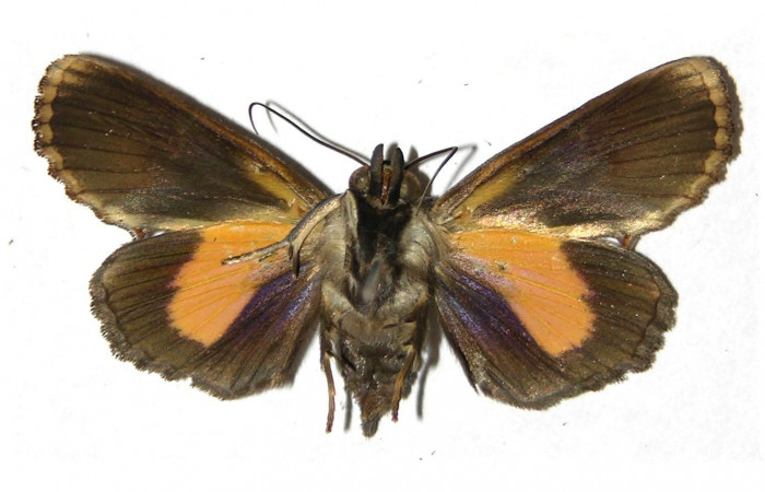  Adulto posición ventral de <i>Gonodonta fernandezi</i></i> (Erebidae) . Sector Cacao, Cuesta Caimito. Voucher 04-SRNP-47294-DHJ312717.