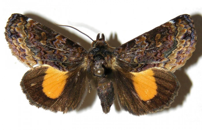  Adulto <i>Gonodonta uxor</i></i> (Erebidae), PU estadio. SectorRincon Rain Forestl, Sendero Huerta. Voucher 03-SRNP-11198-DHJ312720.