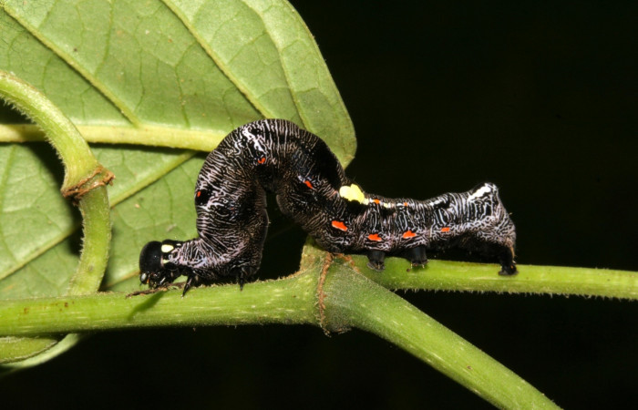  Larva en posición lateral de <i>Gonodonta fernandezi</i></i> (Erebidae), PU estadio. Sector San Cristóbal, Sendero Huerta. Voucher 08-SRNP-6141-DHJ448753.jpg.