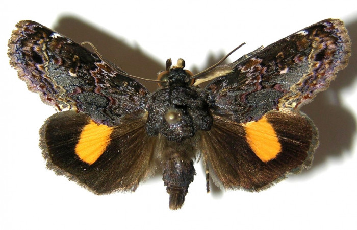  Adulto posición dorsal de <i>Gonodonta fernandezi</i></i> (Erebidae) . Sector Cacao, Cuesta Caimito. Voucher05-SRNP-33530-DHJ328892.