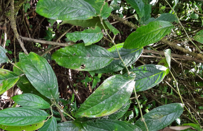  <i>Piper colonense</i></i> (Piperaceae), planta hospedera de <i>Gonodonta fernandezi</i></i> (Erebidae). Sector San Cristóbal, Sendero Huerta. Foto, Elda Araya, 17 Febrero 2022.
