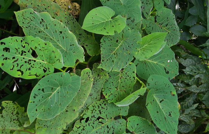 <i>Piper auritum</i></i> (Piperaceae), planta hospedera de <i>Gonodonta fernandezi</i></i> (Erebidae). Sector San Cristóbal, Estación Biológica San Gerardo. Foto, Elda Araya, 17 Febrero 2022.

