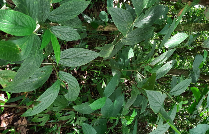  <i>Piper sancti-felicis</i></i> (Piperaceae), planta hospedera de <i>Gonodonta fernandezi</i></i> (Erebidae). Sector San Cristóbal, Estación Biológica San Gerardo. Foto, Elda Araya, 17 Febrero 2022.
