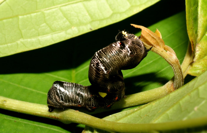  Larva en posición dorsal de <i>Gonodonta fernandezi</i></i> (Erebidae), PU estadio. Sector, Pitilla, Bullas. Voucher 10-SRNP-72253-DHJ479486.jpg