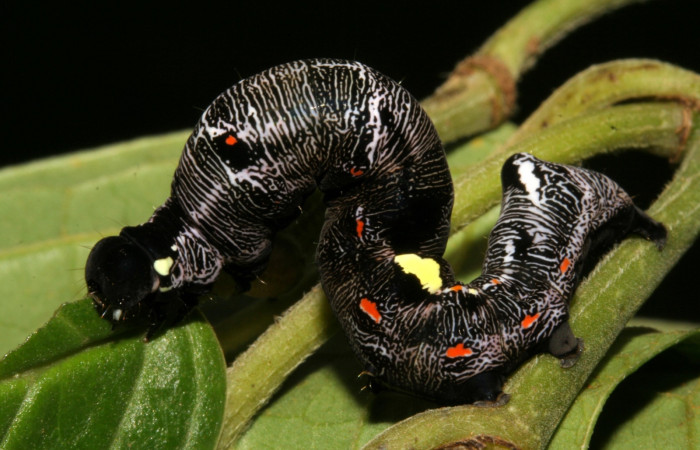  Larva en posición lateral de <i>Gonodonta fernandezi</i></i> (Erebidae), PU estadio. Sector San Cristóbal, Sendero Huerta. Voucher 08-SRNP-6141-DHJ448764.jpg.