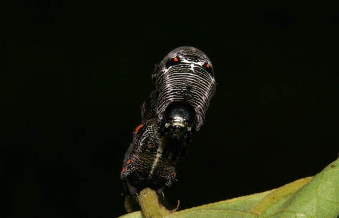  Cabeza en posición Frontal de <i>Gonodonta fernandezi</i></i> (Erebidae), PU estadio. Sector San Cristóbal, Sendero Huerta. Voucher 08-SRNP-6141-DHJ448752.jpg.