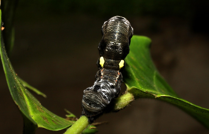  Cola en posición frontal de <i>Gonodonta fernandezi</i></i> (Erebidae), U estadio. Sector, Mundo Nuevo, Mamones. Voucher 10-SRNP-56272-DHJ478887.jpg.
