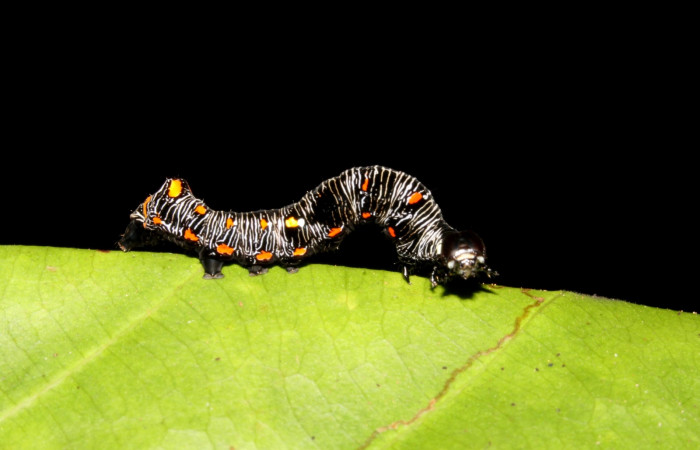  Larva en posición lateral de <i>Gonodonta uxor</i></i> (Erebidae), PU estadio. Sector Rincon Rain Forest, Sendero Huerta. Voucher 13-SRNP-47210-DHJ708548.jpg