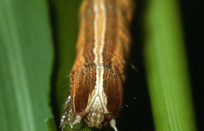 Figura 1. Larva <i>Mocis latipes</i></i> (Erebidae), color café claro con líneas cremas a lo largo del dorso, cabeza café, tercer estadio posición frontal, mide 37 mm aproximadamente. Planta hospedera <i>Cynodon nlemfuensis</i></i> (introducido), (poaceae). Voucher: 03-SRNP-22236-DHJ77634.jpg.