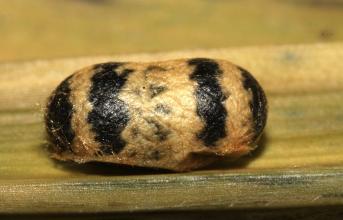 Figura 11. Capullo de <i>Casinaria</i></i> CAS-468 (Ichneumonidae), parásito en larva <i>Mocis latipes</i></i> (Erebidae). Voucher: 15-SRNP-30166-DHJ721569.jpg.
