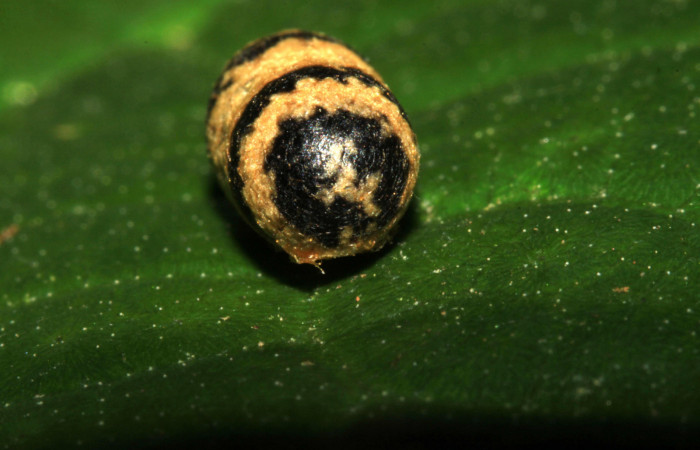 Figura 12. Capullo de <i>Casinaria</i></i> CAS-468 (Ichneumonidae), parásito en larva <i>Mocis latipes</i></i> (Erebidae). Voucher: 15-SRNP-30166-DHJ721570.jpg.