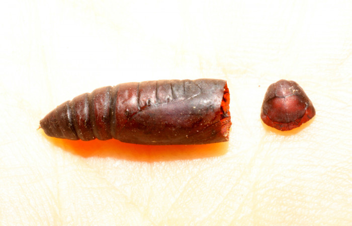 Figura 13. Pupa eclosionada <i>Mocis latipes</i></i> (Erebidae), aproximadamente. Voucher: 09-SRNP-30196-DHJ469984.jpg.