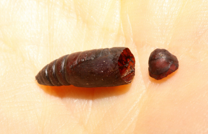 Figura 14. Pupa eclosionada <i>Mocis latipes</i></i> (Erebidae), aproximadamente. Voucher: 09-SRNP-30196-DHJ469985.jpg.