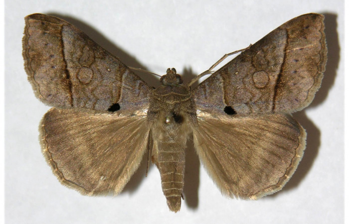 Figura 15. Adulto de <i>Mocis latipes</i></i> (Erebidae) color crema, posición dorsal, mide 41. Voucher: 02-SRNP-31035-DHJ317704. 
