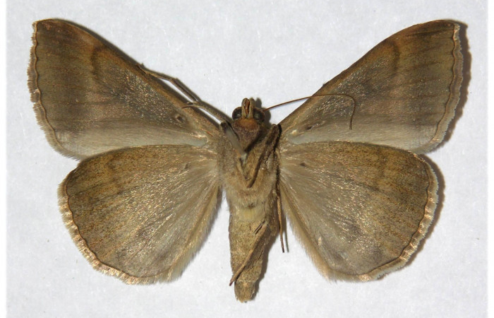 Figura 16. Adulto de <i>Mocis latipes</i></i> (Erebidae) color crema, posición ventral, mide 41. Voucher:02-SRNP-31035-DHJ317705.