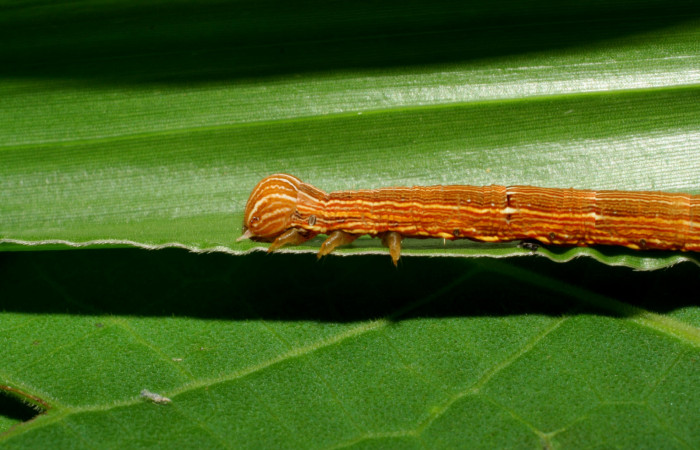  Figura 2. Larva <i>Mocis latipes</i></i> (Erebidae), color café claro con líneas cremas a lo largo del dorso, cabeza café, tercer estadio posición lateraral, cabeza y tórax mide 33 mm aproximadamente. Planta hospedera <i>Cynodon nlemfuensis</i></i> (introducido), (Poaceae). Voucher: 06-SRNP-33434-DHJ416138.jpg.
