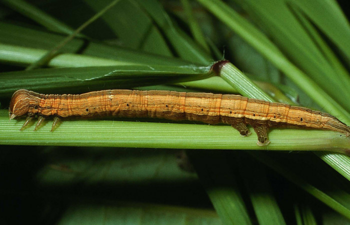 Figura 3. Larva <i>Mocis latipes</i></i> (erebidae), color café claro con líneas cremas a lo largo del dorso, cabeza café, tercer estadio posición lateral trasero, mide 37 mm aproximadamente. Planta hospedera <i>Cynodon nlemfuensis</i></i> (introducido), (Poaceae). Voucher: 03-SRNP-22236-DHJ77630.jpg.