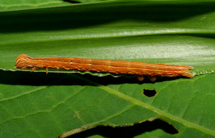 Figura 4. Larva <i>Mocis latipes</i></i> (Erebidae), color café claro con líneas cremas a lo largo del dorso, cabeza café, tercer estadio posición lateral, mide 33 mm aproximadamente. Planta hospedera <i>Cynodon nlemfuensis</i></i> (introducido), (Poaceae). Voucher: 06-SRNP-33434-DHJ416137.jpg.