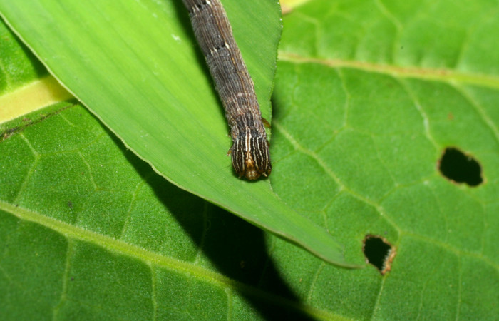 Figura 5. Larva <i>Mocis latipes</i></i> (Erebidae), color café, último estadio posición cabeza, mide 30 mm aproximadamente. Planta hospedera <i>Cynodon nlemfuensis</i></i> (introducido), (Poaceae). Voucher: 06-SRNP-33469-DHJ416150.jpg.