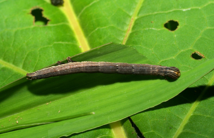 Figura 6. Larva <i>Mocis latipes</i></i> (Erebidae), color café, último estadio posición dorsal, mide 33 mm aproximadamente. Planta hospedera <i>Cynodon nlemfuensis</i></i> (introducido), (Poaceae). Voucher: 06-SRNP-33469-DHJ416151.jpg.