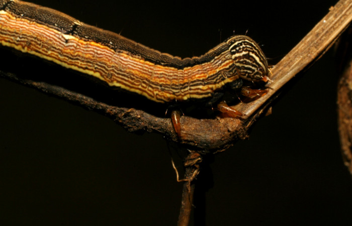 Figura 7. Larva <i>Mocis latipes</i></i> (Erebidae), color café, último estadio posición cabeza lateral, mide 44 mm aproximadamente. Planta hospedera <i>Cynodon nlemfuensis</i></i> (introducido), (Poaceae). Voucher: 07-SRNP-33038-DHJ427432.jpg.