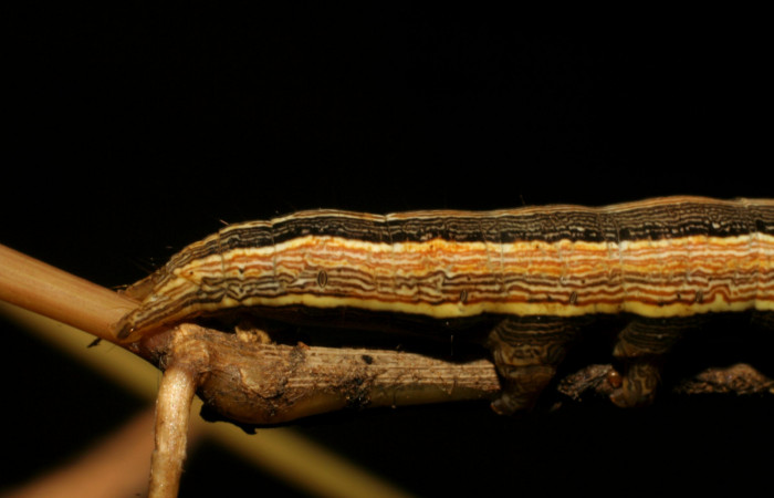 Figura 8. Larva <i>Mocis latipes</i></i> (Erebidae), color café, cabeza café, último estadio posición parte trasera, mide 44 mm aproximadamente. Planta hospedera <i>Cynodon nlemfuensis</i></i> (introducido), (Poaceae). Voucher: 07-SRNP-33038-DHJ427431.jpg.