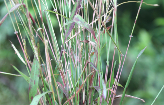 Figura 17. Planta hospedera <i>Ischaemum timorense</i></i> (Poaceae), parte enfocada toda la planta, zacate llamado popularmente como retana, planta donde se alimenta la larva <i>Mocis latipes</i></i> (Erebidae).