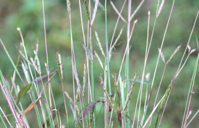 Figura 18. Planta hospedera <i>Ischaemum timorense</i></i> (Poaceae), parte enfocada toda la planta, zacate llamado popularmente como retana, planta donde se alimenta la larva <i>Mocis latipes</i></i> (Erebidae).
