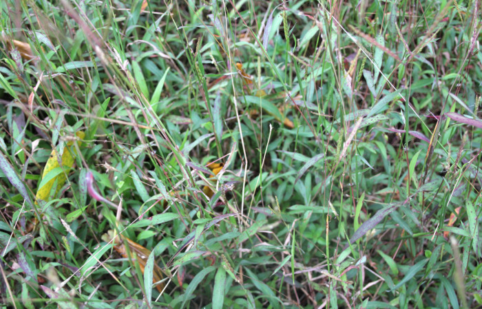 Figura 19. Planta hospedera <i>Ischaemum timorense</i></i> (Poaceae), parte enfocada toda la planta, zacate llamado popularmente como retana, planta donde se alimenta la larva <i>Mocis latipes</i></i> (Erebidae).