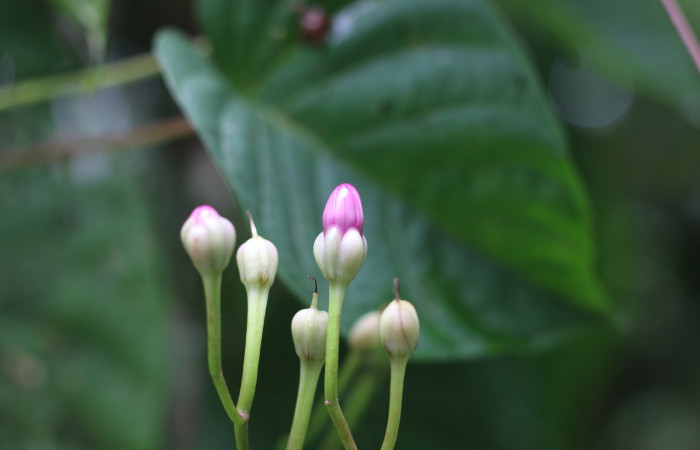 Figura. 10 Flor botones <i>Ipomoea phillomega</i></i>, (Convolvulaceae). Area de Conservación Guanacaste. Sector Rincón Rain Forest. Estación Leiva. Selva. (elevación 410 metros), colectada el 19 febrero 2022. Foto. Jorge Hernández.
