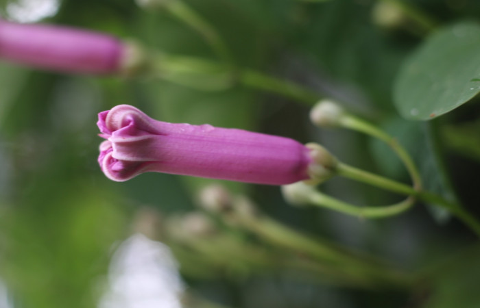 Figura. 11 Flor lateral <i>Ipomoea phillomega</i></i>, (Convolvulaceae). Area de Conservación Guanacaste. Sector Rincón Rain Forest. Estación Leiva. Selva. (elevación 410 metros), colectada el 19 febrero 2022. Foto. Jorge Hernández.
