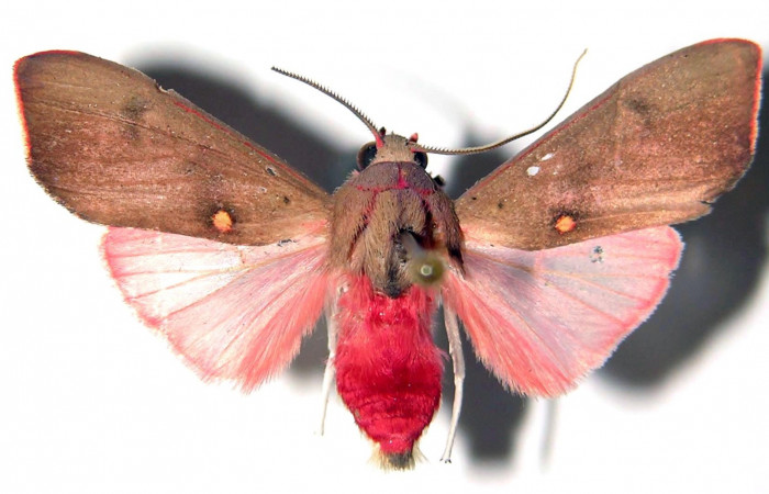 Figura. 13 Adulto <i>Melese incertus</i></i> (Eribidae), posición vista dorsal. (00-SRNP-11374-DHJ92244).