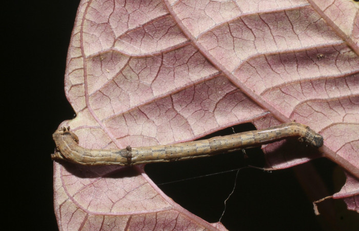 Figura. 14 Larva <i>Prochoerodes tetragonata</i></i> (Geometridae), posición dorsal entero alimentándose en <i>Ipomoea phillomega</i></i>, (Convolvulaceae). (18-SRNP-3169-DHJ758247.jpg).