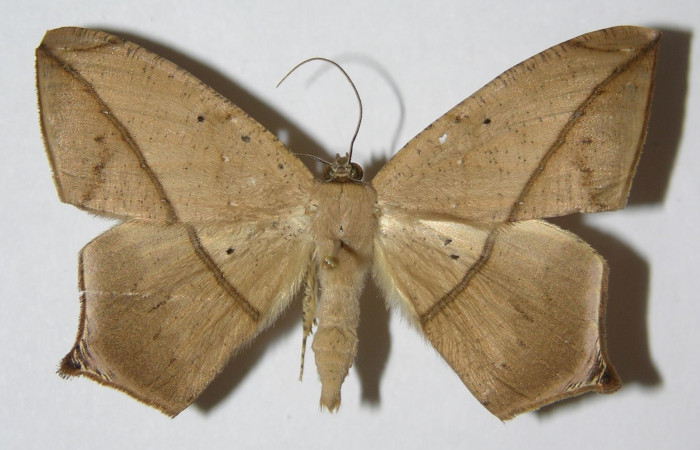 Figura. 15 Adulto <i>Prochoerodes tetragonata</i></i> (Geometridae), posición vista dorsal. (01-SRNP-4395-DHJ324750).
