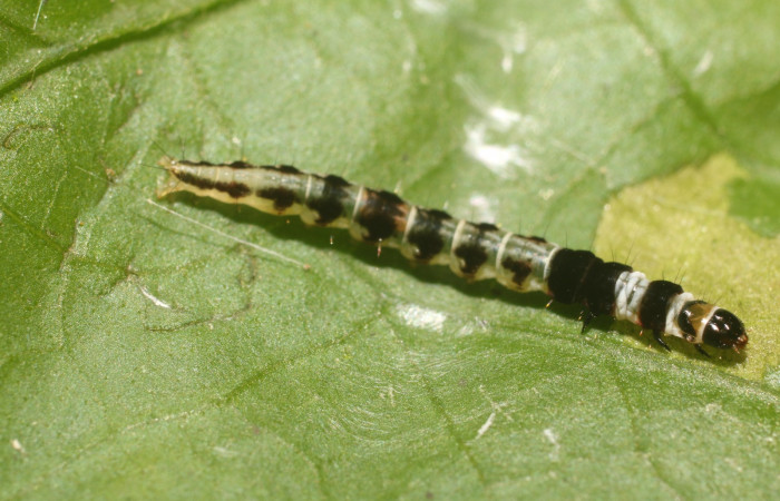 Figura. 16 Larva gelJanzen01 Janzen348 (Gelechiidae), posición dorsal entero alimentándose en <i>Ipomoea phillomega</i></i>, (Convolvulaceae). (18-SRNP-80632-DHJ715304.jpg).