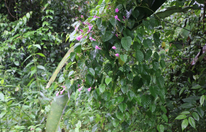 Figura. 1 Habitad <i>Ipomoea phillomegai</i></i>, (Convolvulaceae). Area de Conservación Guanacaste. Sector Rincón Rain Forest. Estación Leiva. Selva. (elevación 410 metros), colectada el 19 febrero 2022. Foto. Jorge Hernández.

