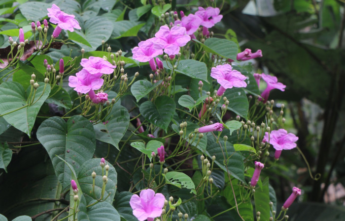 Figura. 2 Habitad <i>Ipomoea phillomega</i></i>, (Convolvulaceae). Area de Conservación Guanacaste. Sector Rincón Rain Forest. Estación Leiva. Selva. (elevación 410 metros), colectada el 19 febrero 2022. Foto. Jorge Hernández.
