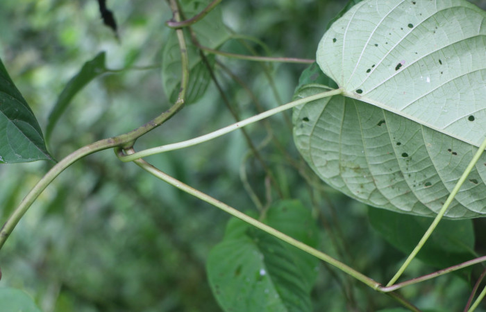 Figura. 3 Posición de hojas  <i>Ipomoea phillomega</i></i>, (Convolvulaceae). Area de Conservación Guanacaste. Sector Rincón Rain Forest. Estación Leiva. Selva. (elevación 410 metros), colectada el 19 febrero 2022. Foto. Jorge Hernández.
